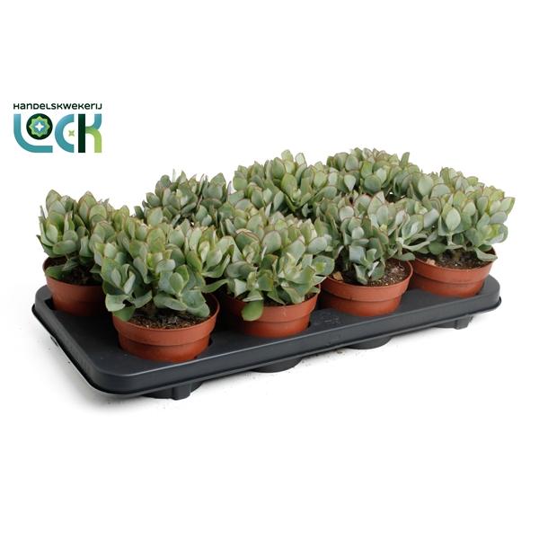 Горшечные цветы и растения оптом Crassula Arborensis Cristaat от 6шт из Голландии с доставкой по России