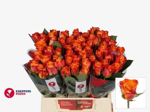 Срезанные цветы оптом Rosa large mariyo! от 60шт из Голландии с доставкой по России