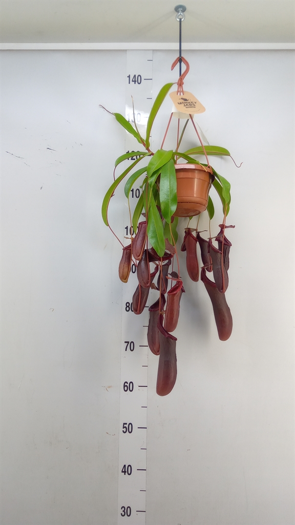 Горшечные цветы и растения оптом Nepenthes    ... от 1шт из Голландии с доставкой по России
