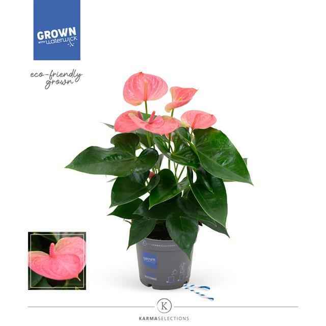 Горшечные цветы и растения оптом Anthurium Sweet Dream от 5шт из Голландии с доставкой по России