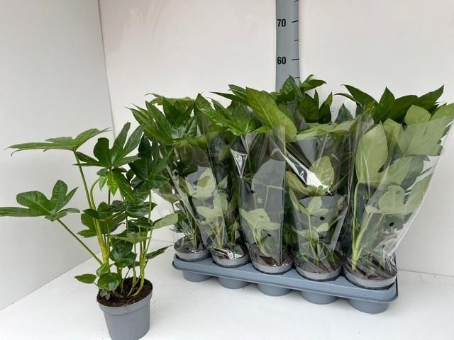 Горшечные цветы и растения оптом Fatsia Ov от 10шт из Голландии с доставкой по России