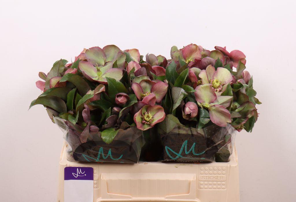 Срезанные цветы оптом Helleborus mammoth pink от 20шт из Голландии с доставкой по России