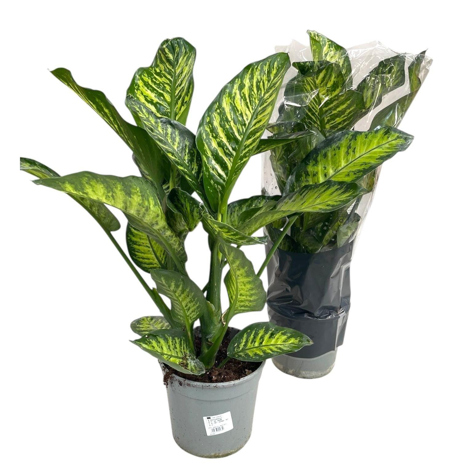 Горшечные цветы и растения оптом Dieff Se Trop Jewel от 1шт из Голландии с доставкой по России