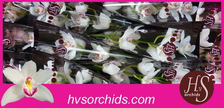 Срезанные цветы оптом Cymbidium white bf silver от 12шт из Голландии с доставкой по России