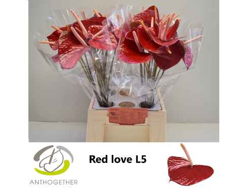 Срезанные цветы оптом Anthurium love red от 40шт из Голландии с доставкой по России