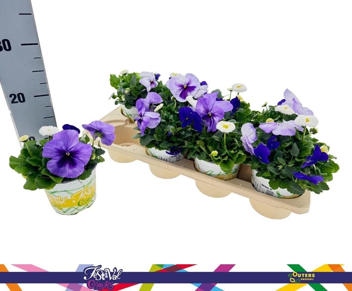 Горшечные цветы и растения оптом Overige Perkpl от 8шт из Голландии с доставкой по России