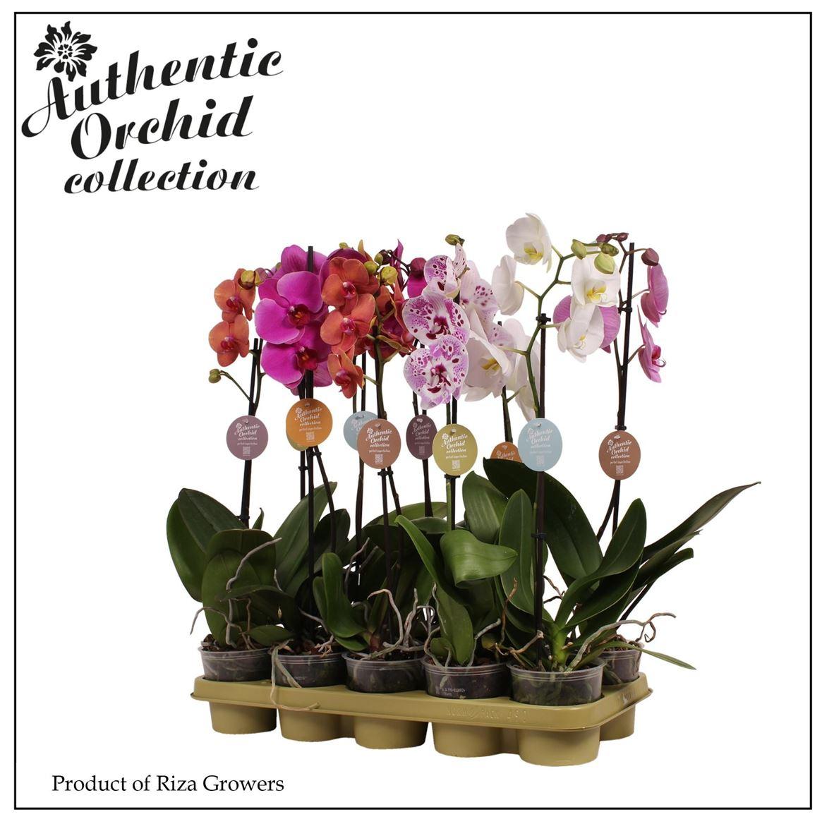 Горшечные цветы и растения оптом Phal 1st Authentic Mix от 10шт из Голландии с доставкой по России