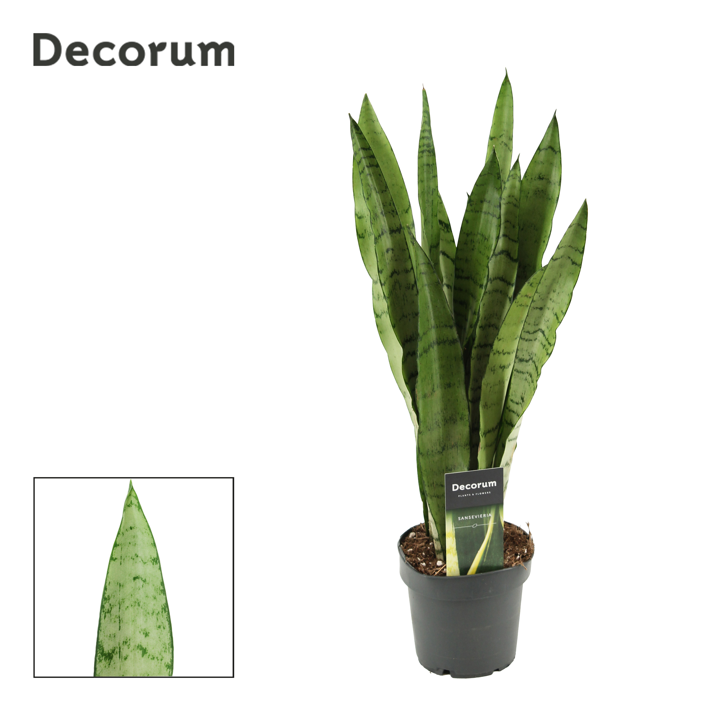 Горшечные цветы и растения оптом Sansevieria Peppermint (decorum) от 10шт из Голландии с доставкой по России