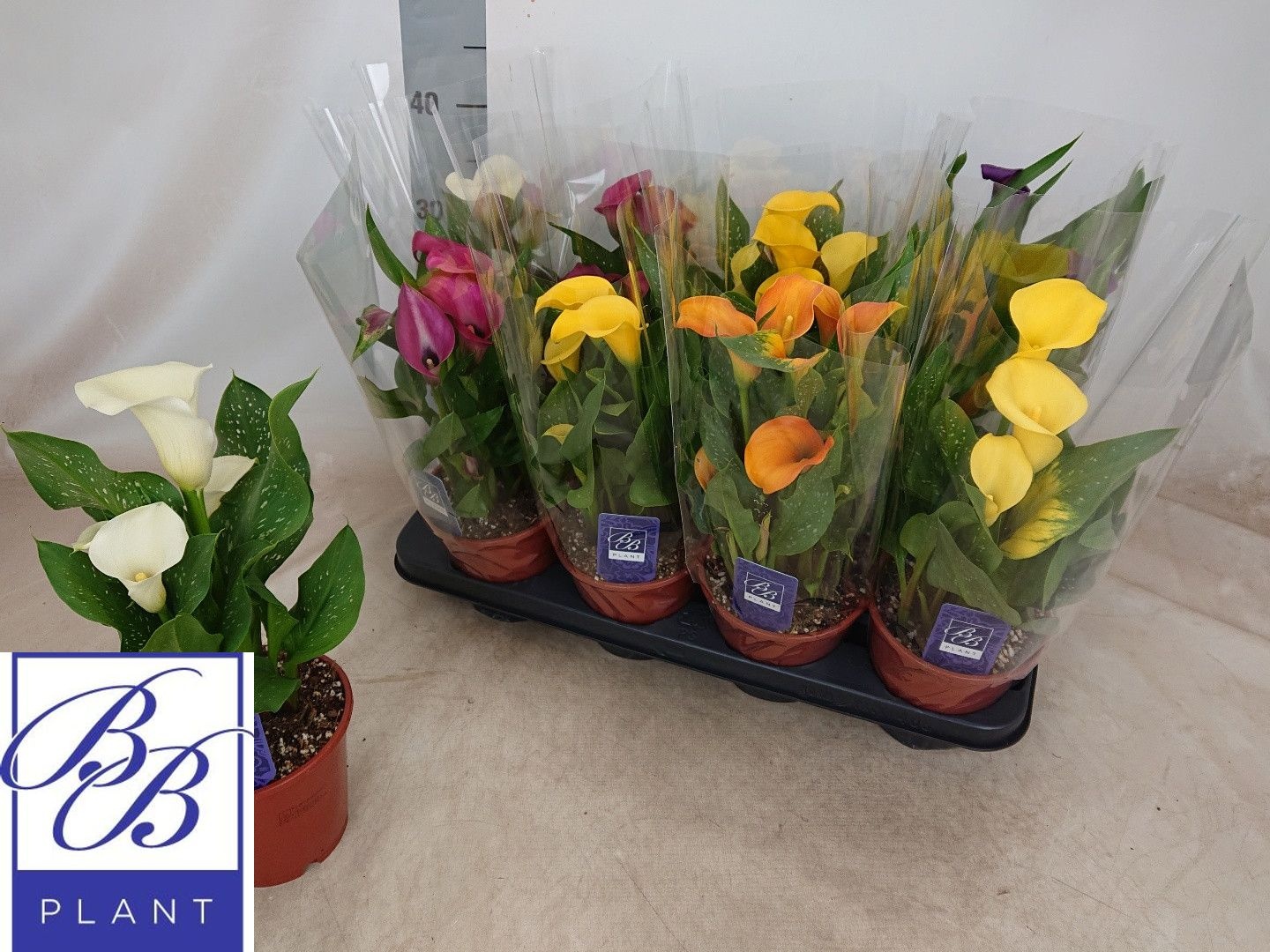 Горшечные цветы и растения оптом Zant Gem от 8шт из Голландии с доставкой по России