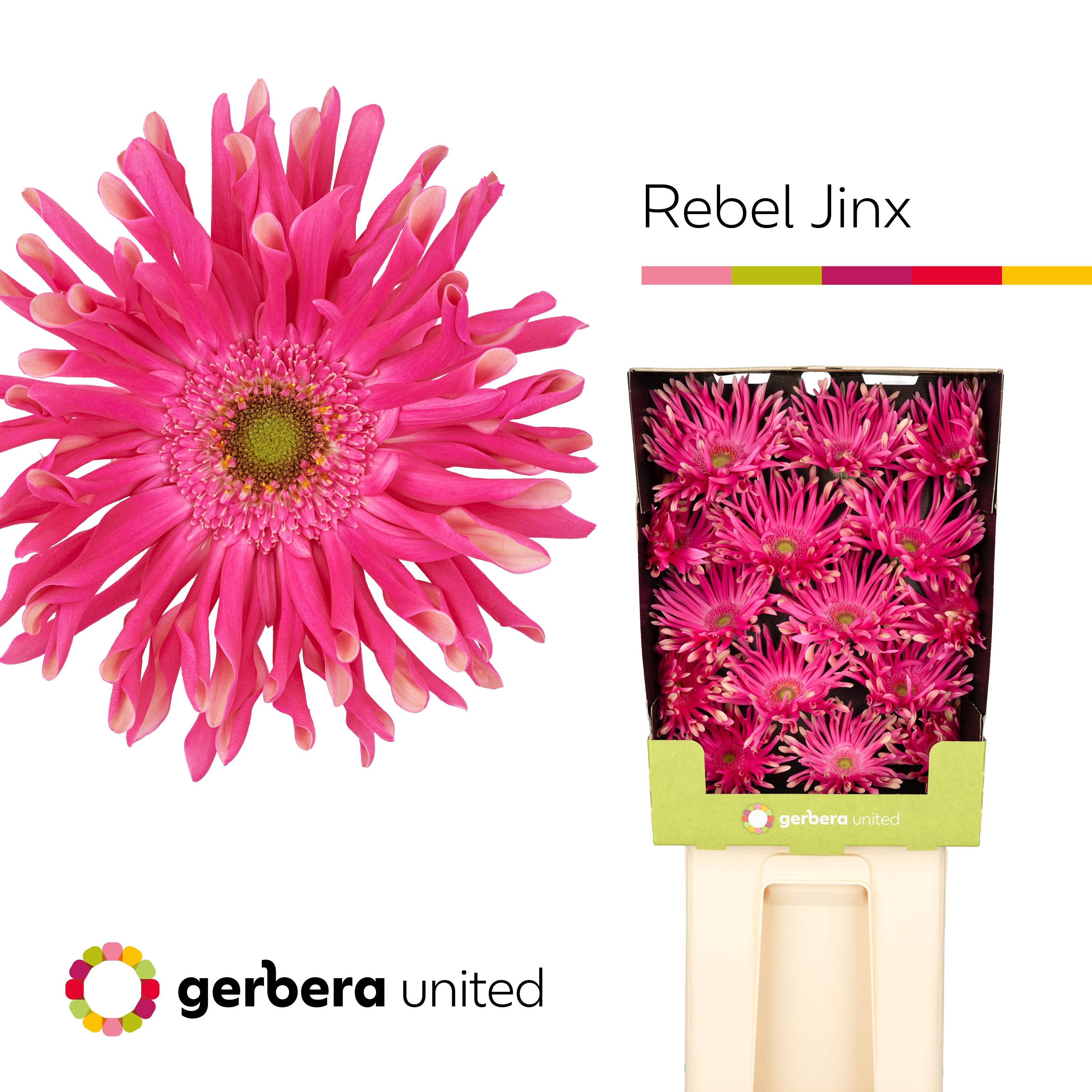 Срезанные цветы оптом Gerbera diamond rebel jinx от 45шт из Голландии с доставкой по России