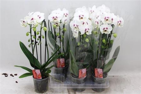 Горшечные цветы и растения оптом Phal El Magic Art Cascade 2 Branches 16+ от 6шт' из Голландии с доставкой по России
