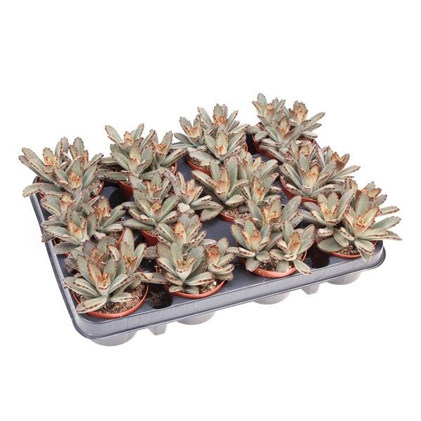 Горшечные цветы и растения оптом Kalanchoe Tomentosa Aida от 12шт из Голландии с доставкой по России