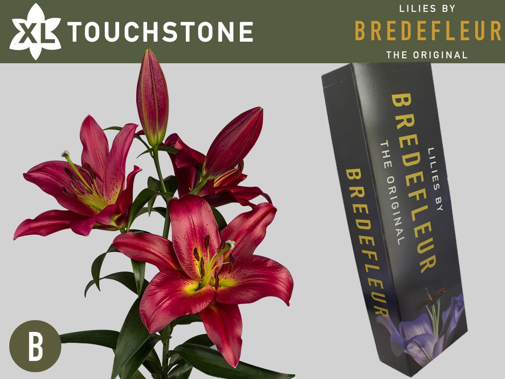 Срезанные цветы оптом Lilium or touchstone от 40шт из Голландии с доставкой по России