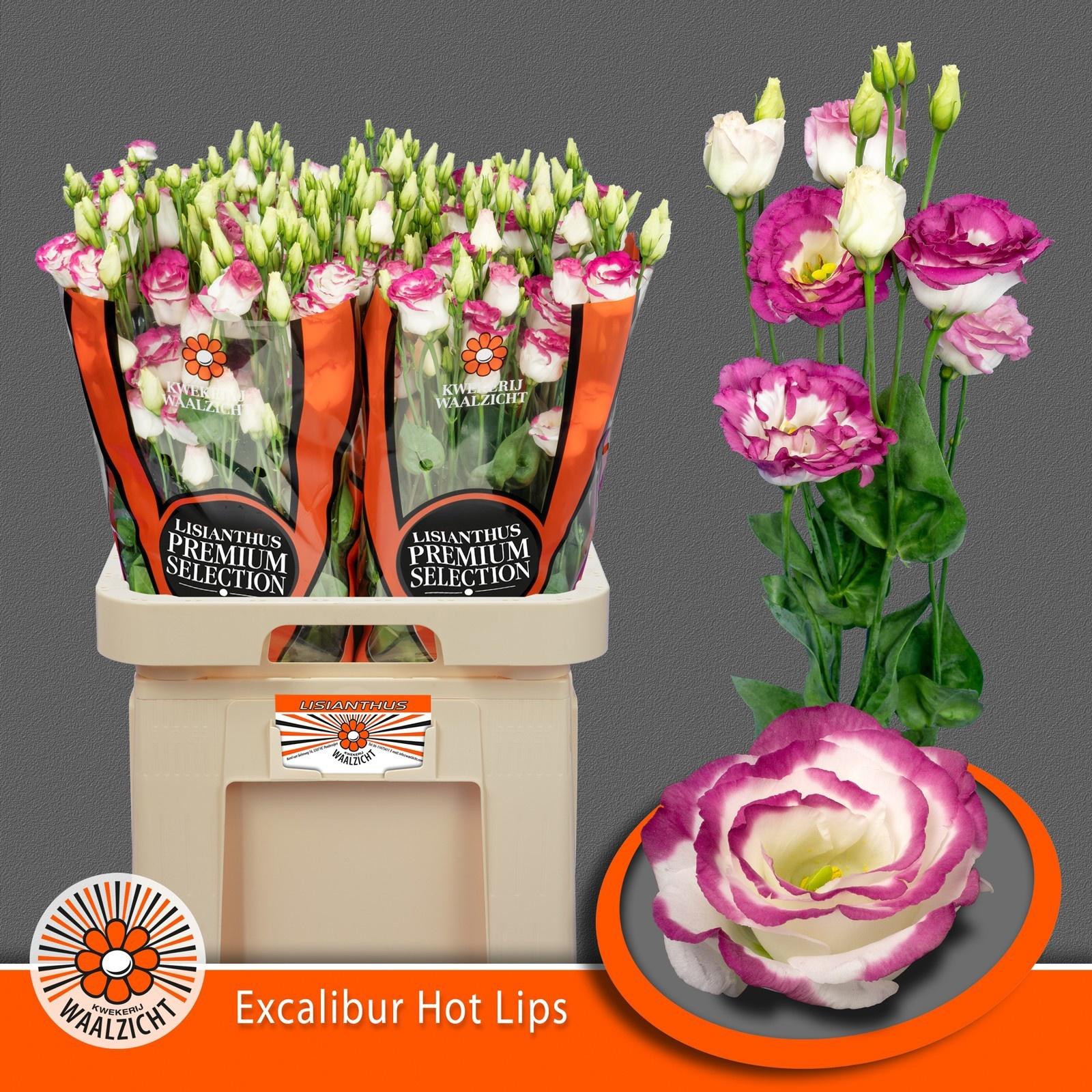 Срезанные цветы оптом Lisianthus do excalibur hot lips от 20шт из Голландии с доставкой по России
