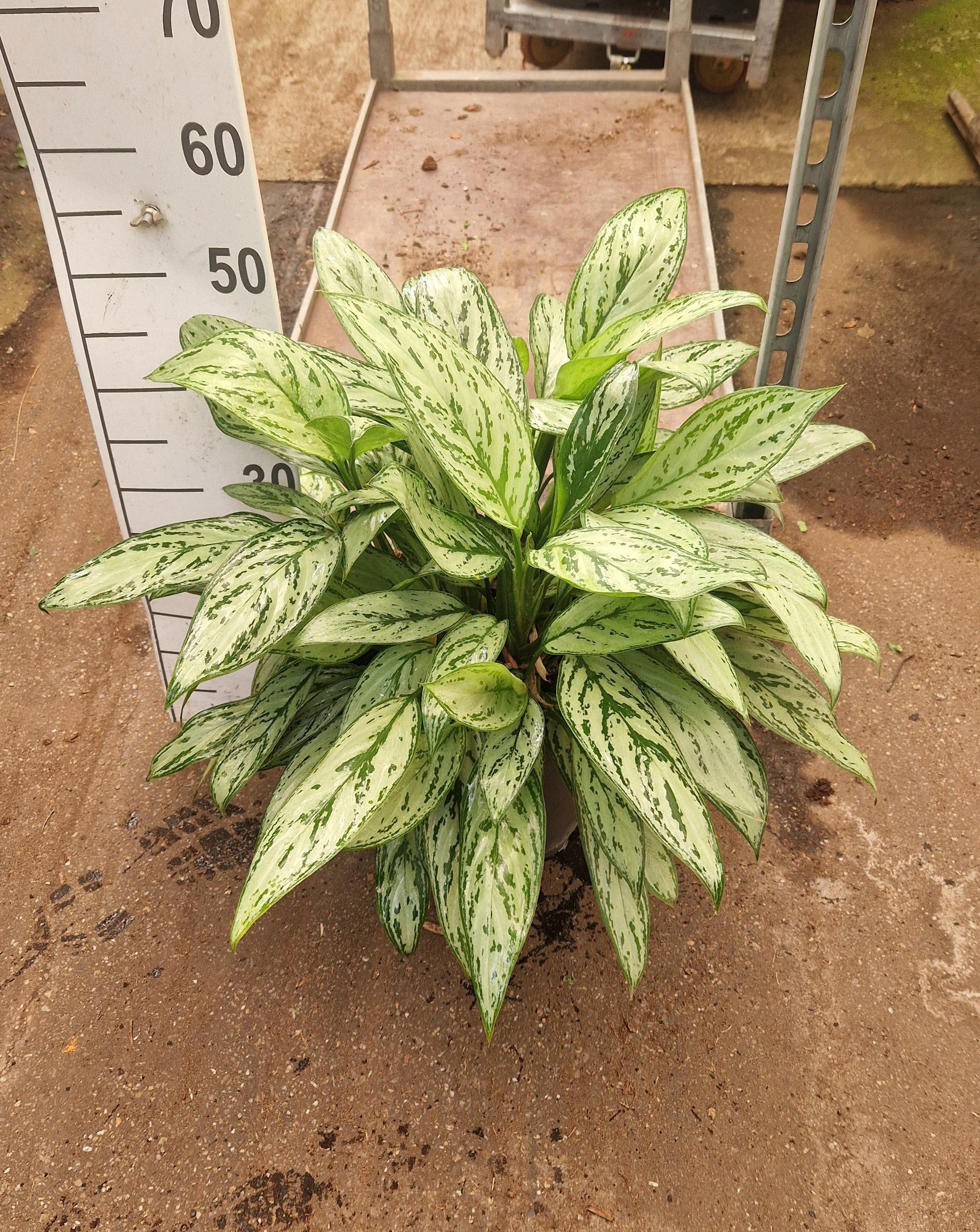 Горшечные цветы и растения оптом Aglaonema Silver Queen от 1шт из Голландии с доставкой по России