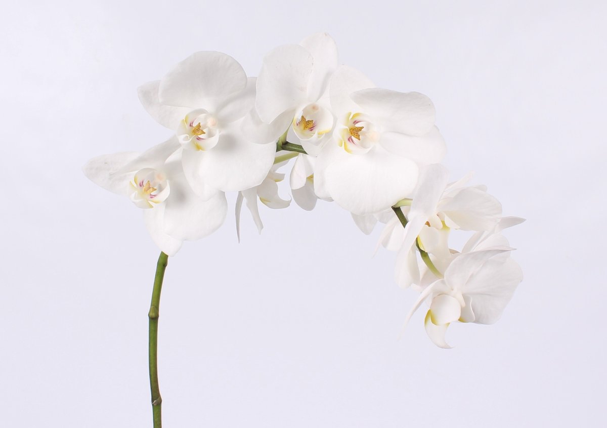 Срезанные цветы оптом Phalaenopsis paisley (per stem) от 15шт из Голландии с доставкой по России