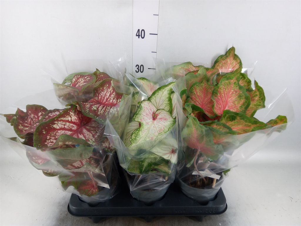 Горшечные цветы и растения оптом Caladium   ...mix от 6шт из Голландии с доставкой по России
