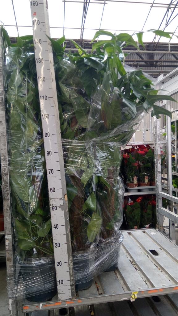 Горшечные цветы и растения оптом Epipremnum Pinn. albo Variegata от 1шт из Голландии с доставкой по России