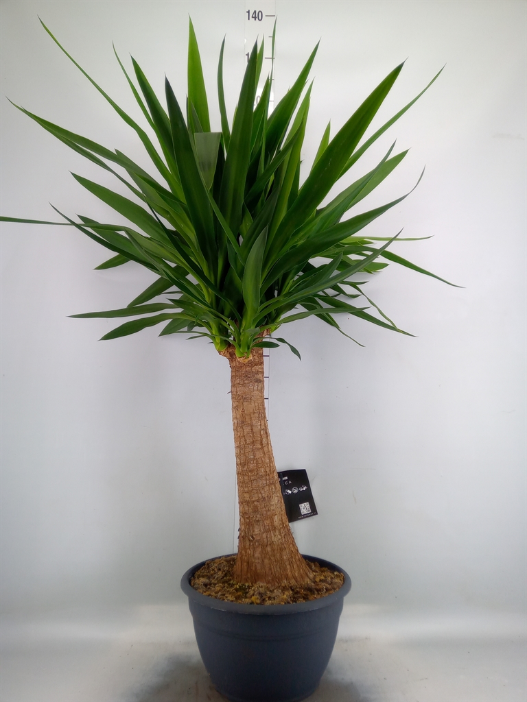 Горшечные цветы и растения оптом Yucca Elephantipes   ... от 1шт из Голландии с доставкой по России