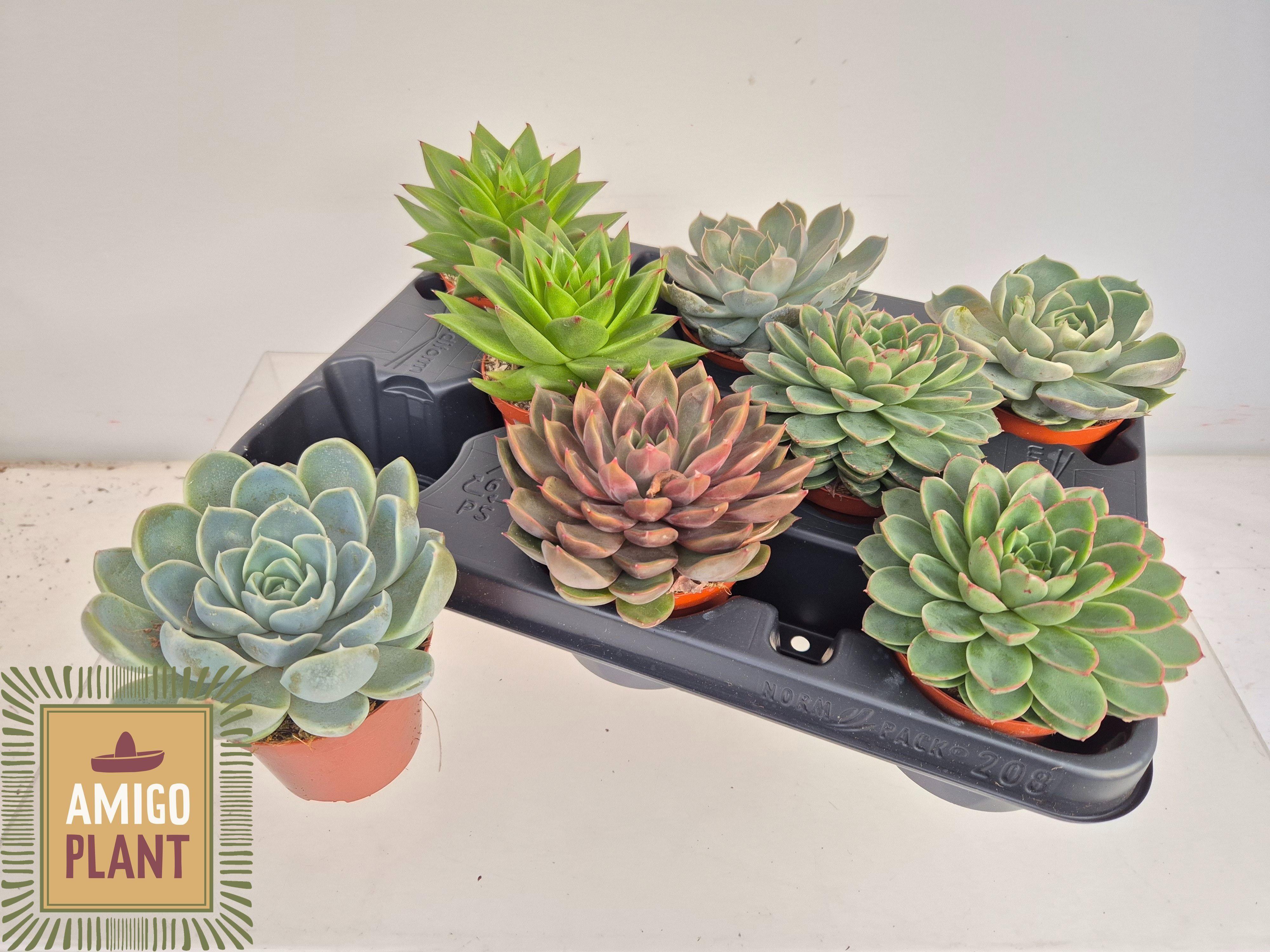 Горшечные цветы и растения оптом Echev Gem от 8шт (для телеги) из Голландии с доставкой по России