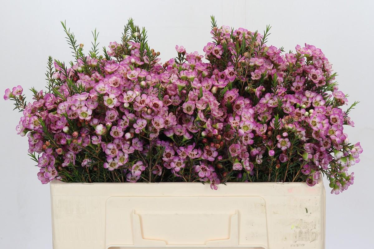 Срезанные цветы оптом Chamelaucium adi от 125шт из Голландии с доставкой по России