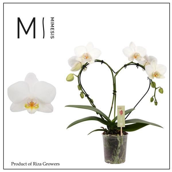 Горшечные цветы и растения оптом Phal Heart White 16+ (orchid Growers) от 4шт (для телеги) из Голландии с доставкой по России