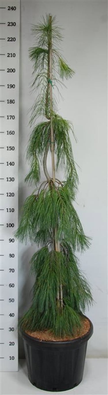 Горшечные цветы и растения оптом Pinus Strob Pendula от 1шт из Голландии с доставкой по России