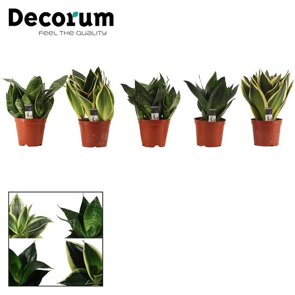 Горшечные цветы и растения оптом Sansevieria Hahni Marginata (decorum) от 10шт из Голландии с доставкой по России