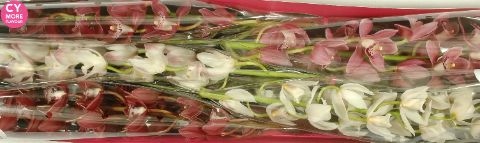 Срезанные цветы оптом Minicymbidium mix love от 5шт из Голландии с доставкой по России