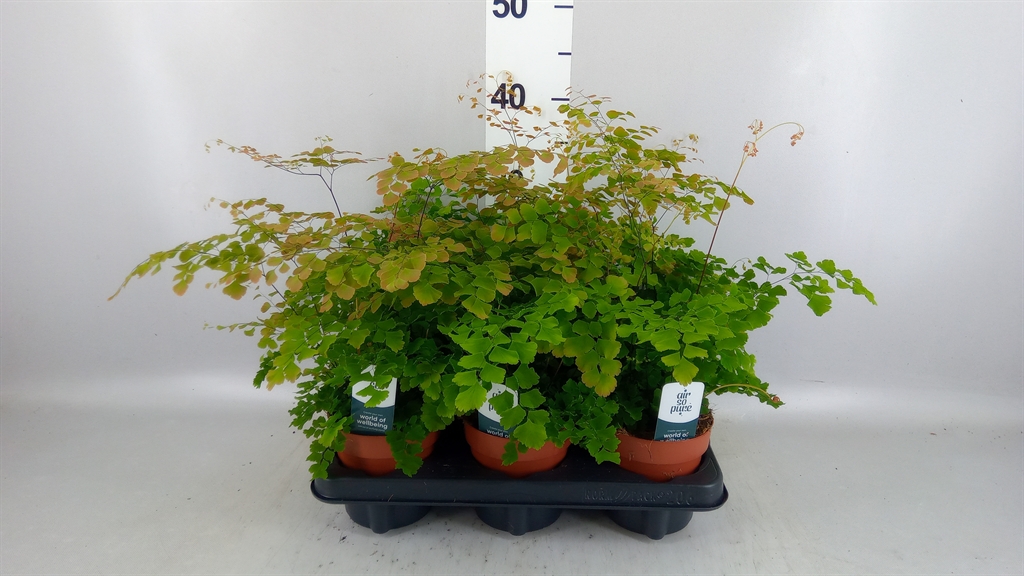 Горшечные цветы и растения оптом Adiantum Tenerum scutum Roseum от 6шт из Голландии с доставкой по России