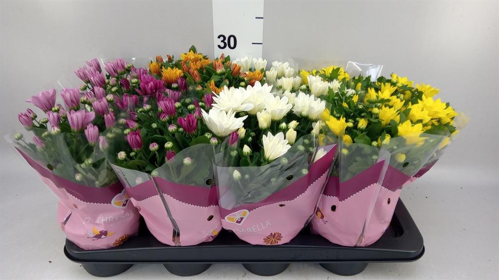 Горшечные цветы и растения оптом Chrysanthemum ..mix 7 от 12шт из Голландии с доставкой по России