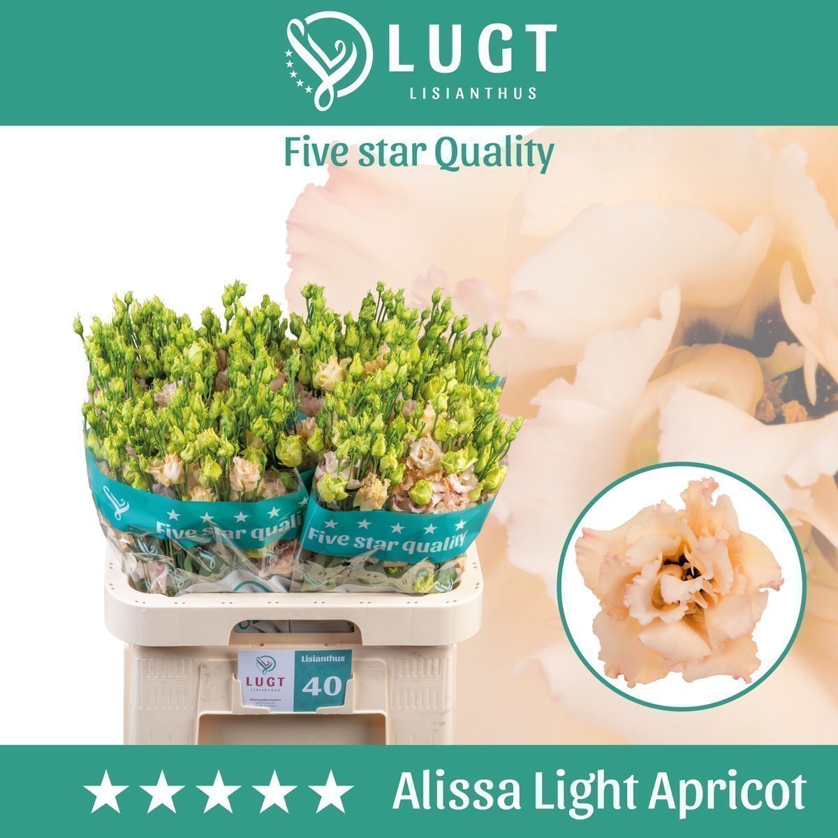 Срезанные цветы оптом Lisianthus do alissa light apricot от 40шт.. из Голландии с доставкой по России