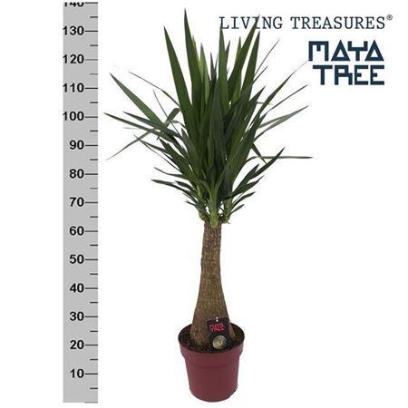 Горшечные цветы и растения оптом Yucca Maya Tree от 1шт из Голландии с доставкой по России