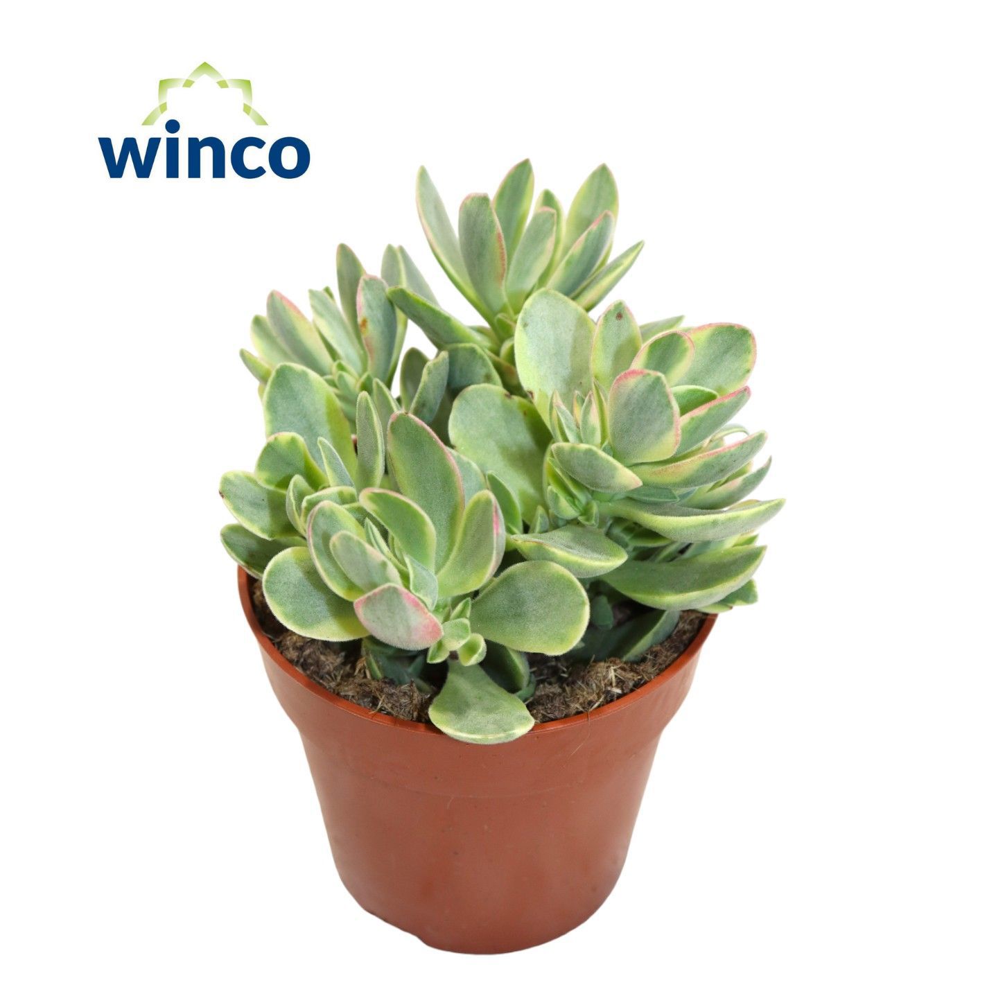 Горшечные цветы и растения оптом Crassula Rusby Variegata от 18шт (для телеги) из Голландии с доставкой по России