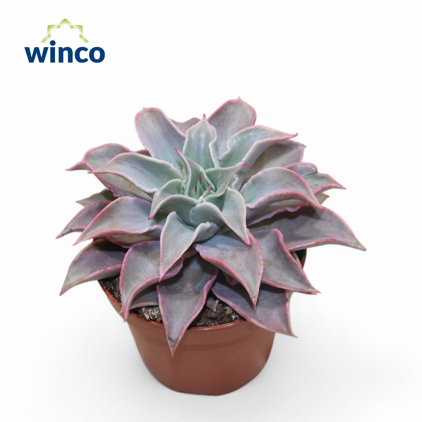 Горшечные цветы и растения оптом Echeveria Madiba от 9шт из Голландии с доставкой по России