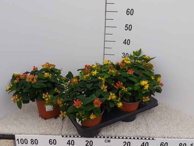 Горшечные цветы и растения оптом Hyper Androsaemum от 4шт из Голландии с доставкой по России