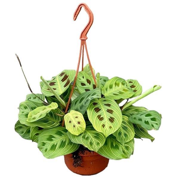 Горшечные цветы и растения оптом Maranta Light Veins от 1шт из Голландии с доставкой по России