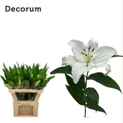 Срезанные цветы оптом Lilium or ariosto от 40шт из Голландии с доставкой по России