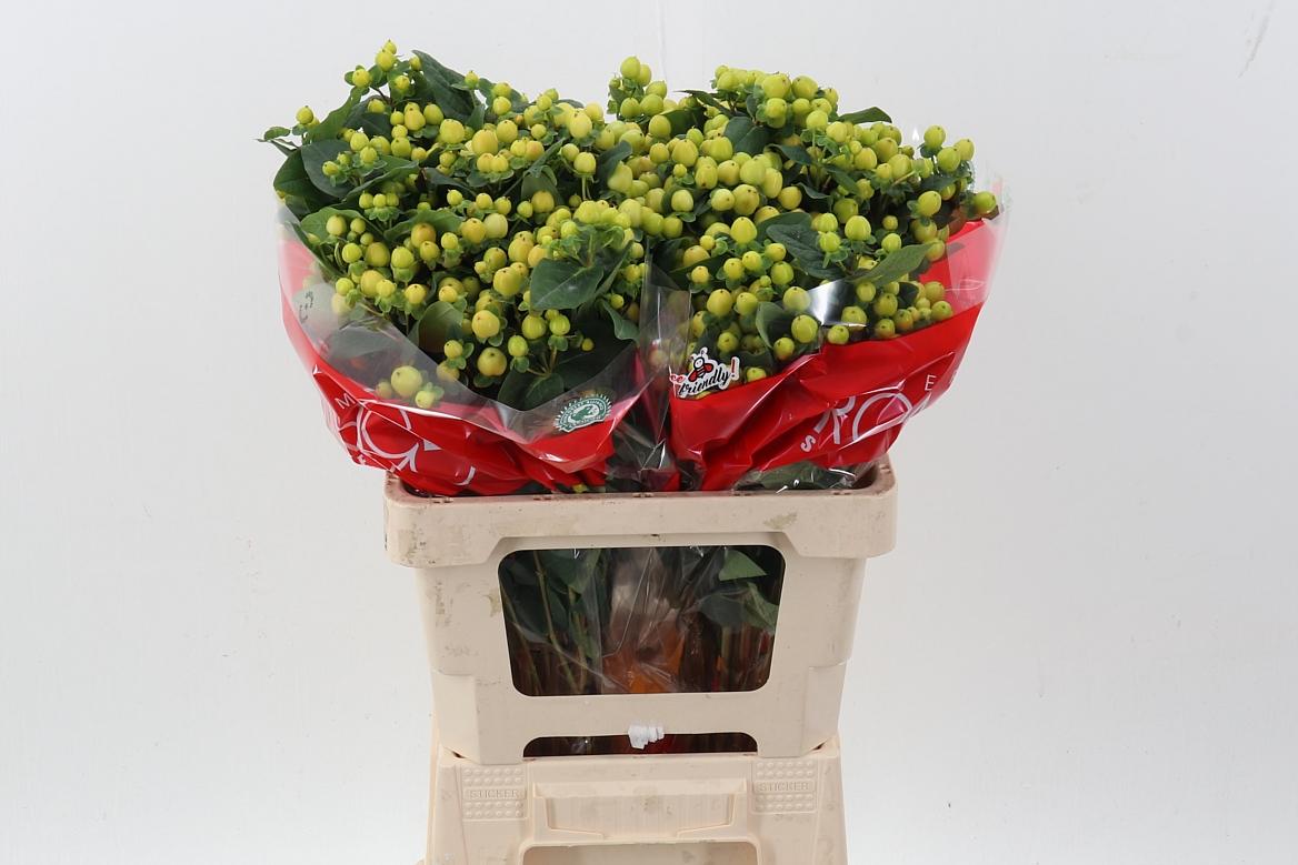 Срезанные цветы оптом Hypericum smiley romance от 50шт из Голландии с доставкой по России