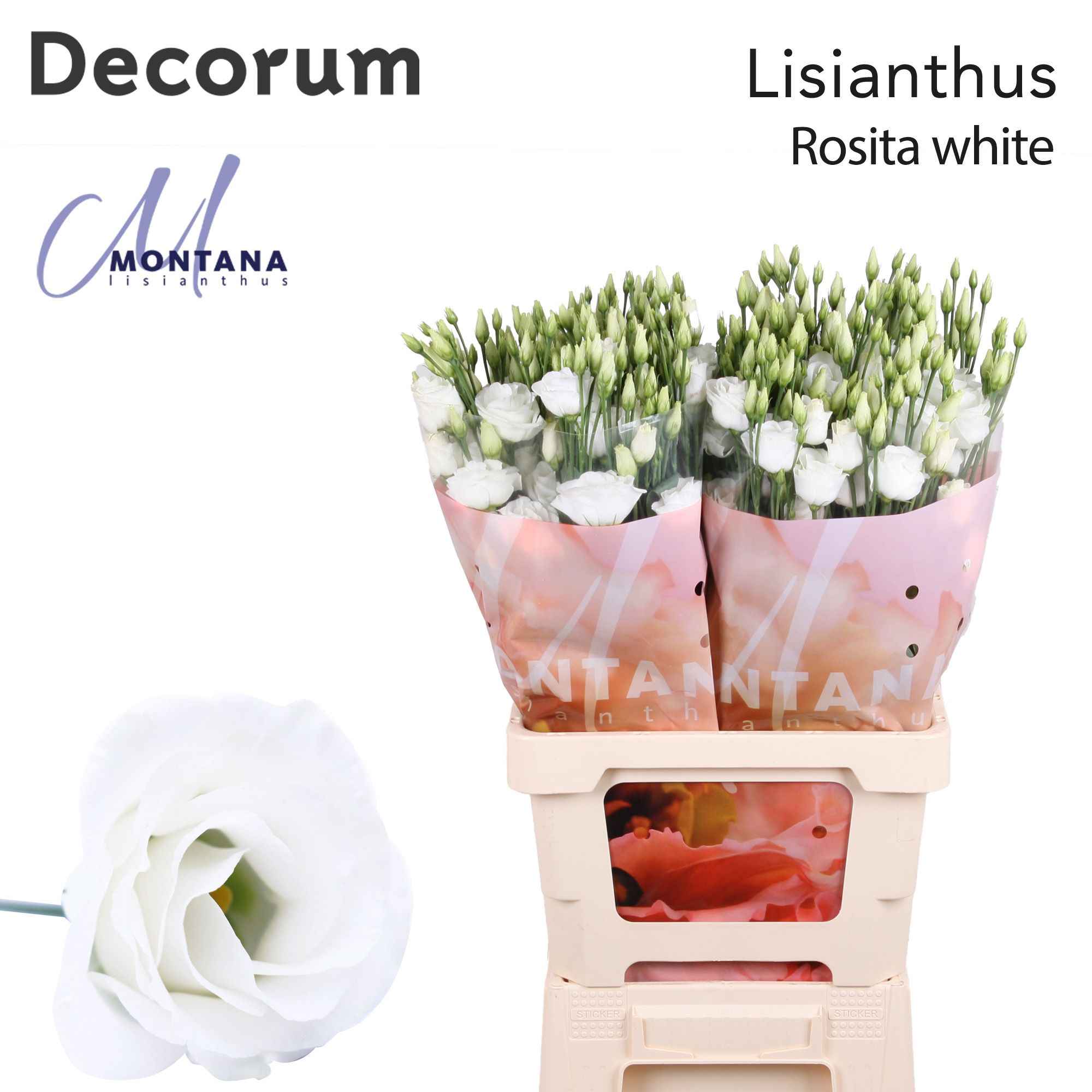 Срезанные цветы оптом Lisianthus do rosita white от 20шт из Голландии с доставкой по России