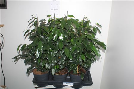 Горшечные цветы и растения оптом Fic Be Danielle от 6шт из Голландии с доставкой по России