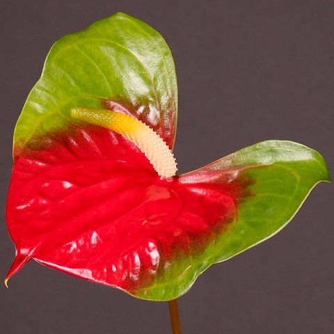 Срезанные цветы оптом Anthurium narita от 10шт из Голландии с доставкой по России