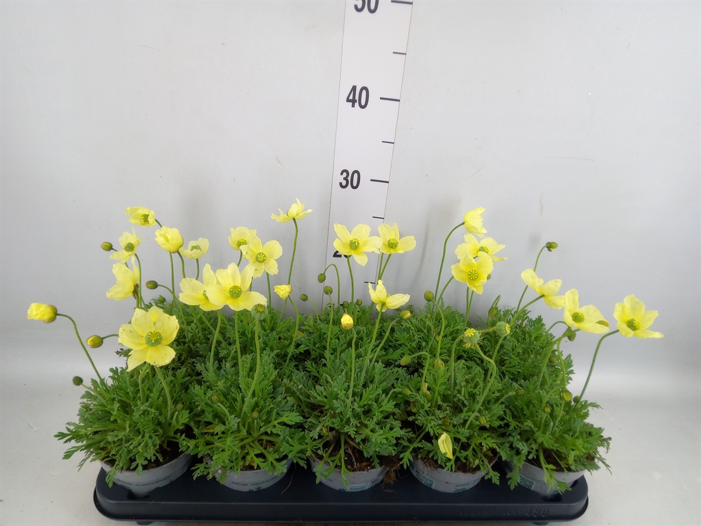 Горшечные цветы и растения оптом Papaver Nudic. от 10шт из Голландии с доставкой по России