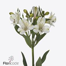 Срезанные цветы оптом Alstroemeria white swan от 60шт из Голландии с доставкой по России