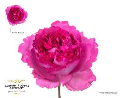 Срезанные цветы оптом Rosa la garden yves piaget от 12шт из Голландии с доставкой по России
