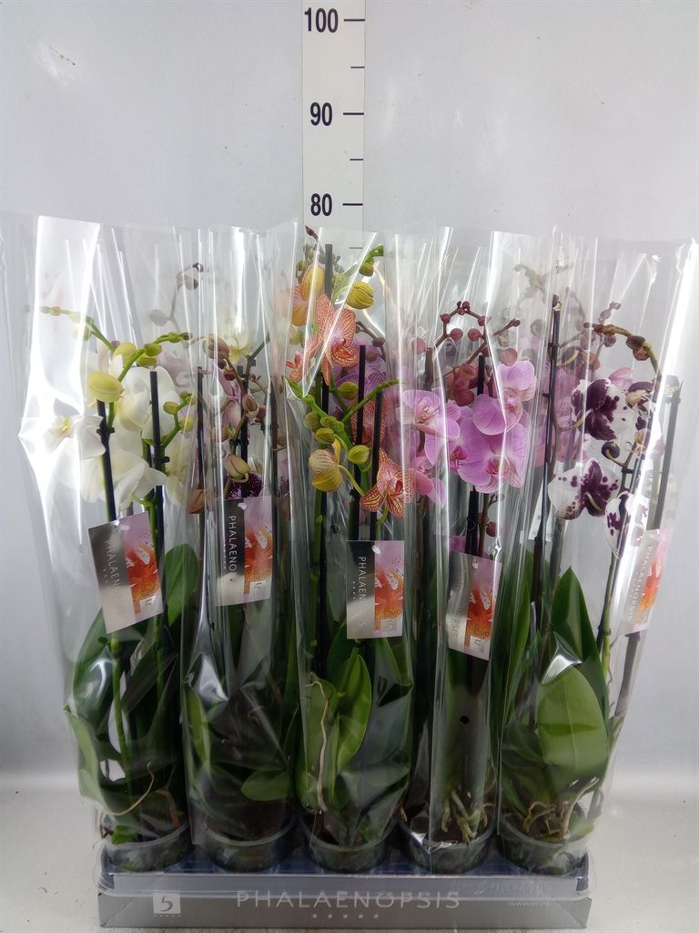 Горшечные цветы и растения оптом Phalaenopsis   ...mix  7 от 10шт из Голландии с доставкой по России