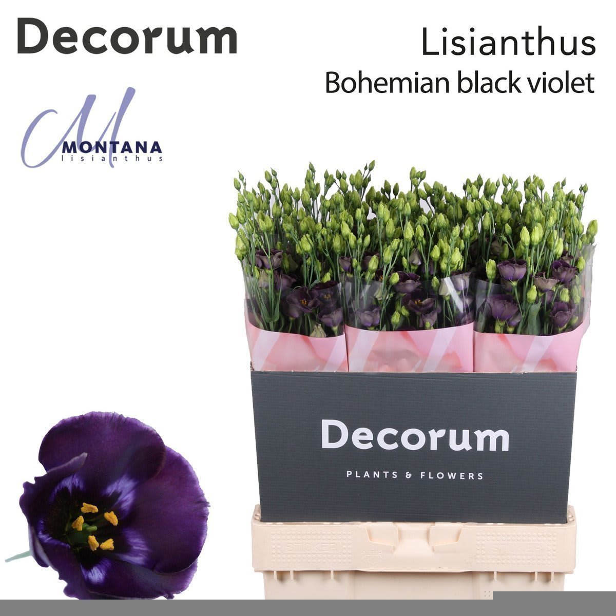 Срезанные цветы оптом Lisianthus si bohemian black violet от 140шт. из Голландии с доставкой по России