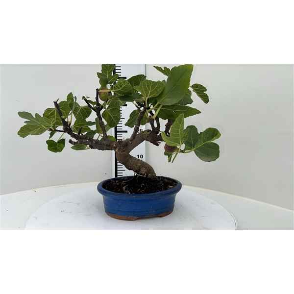 Горшечные цветы и растения оптом Bonsai Ficus Carica, Pot 22cm. (single Item) от 2шт из Голландии с доставкой по России