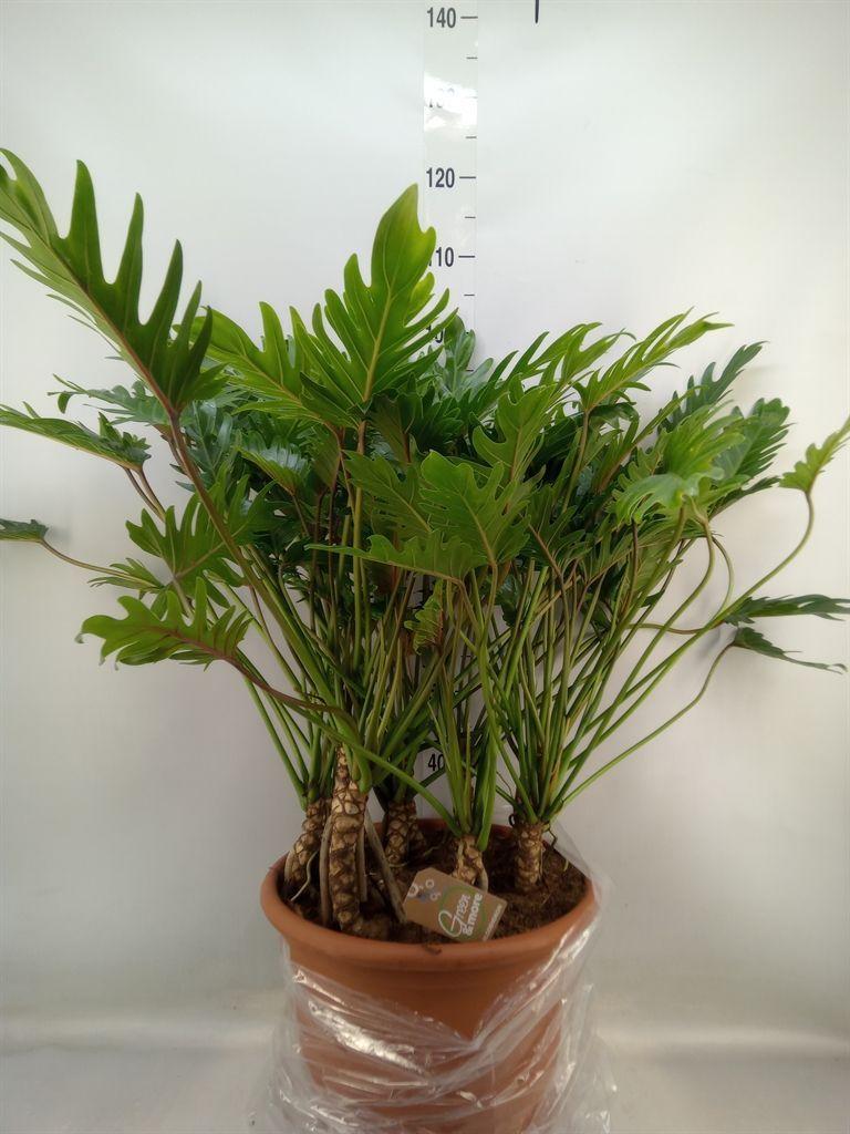Горшечные цветы и растения оптом Philodendron Xanadu от 1шт из Голландии с доставкой по России