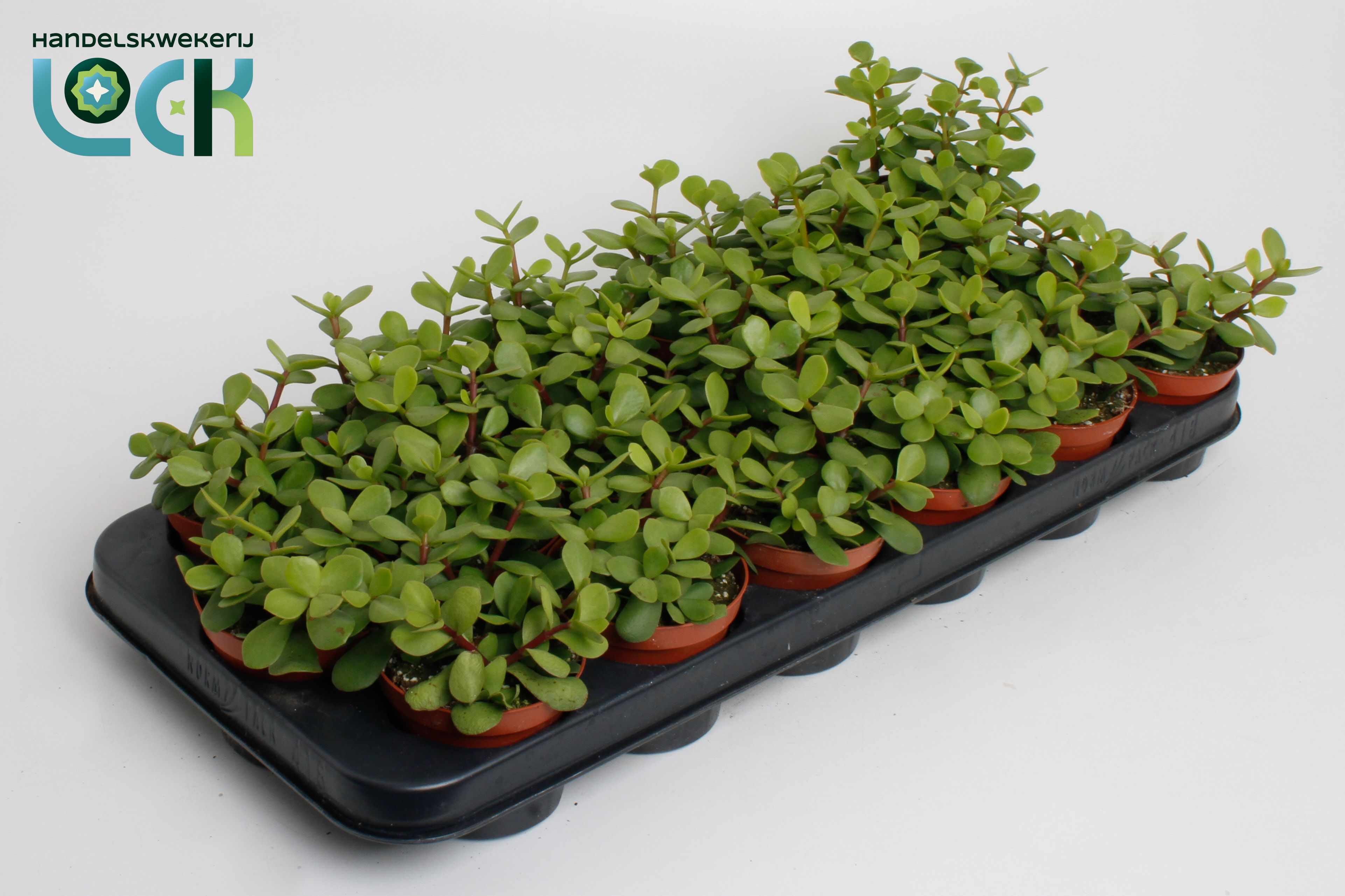 Горшечные цветы и растения оптом Portulacaria Afra от 12шт (для телеги) из Голландии с доставкой по России